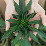 Marijuana Legalization efforts make a renewed push into 2016