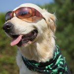 Cannabis Gifts for your Dogs