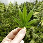 5 benefits of Marijuana Tourism
