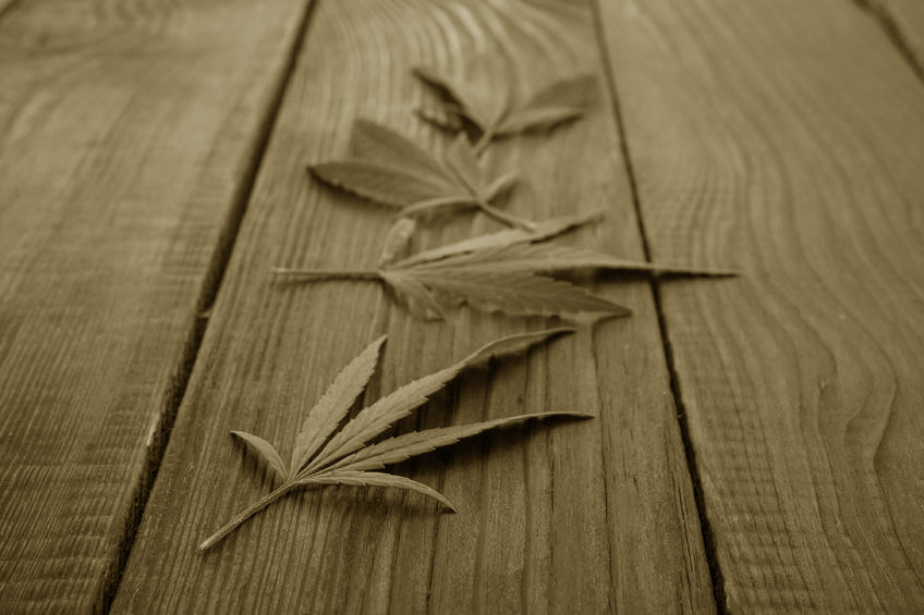 An image of marijuana leaves scattered on a deck similar to Skip Steele's adventure with his first bale in the story bale for the boy on Ganja Outpost. 